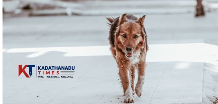 stray dog